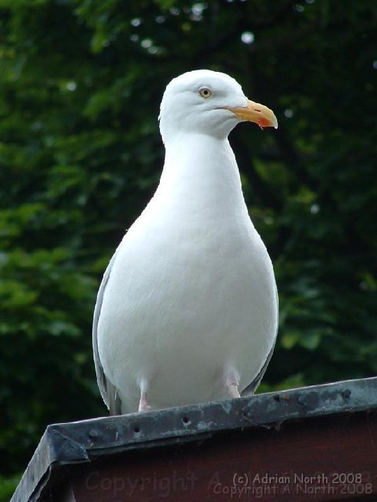 388656976qiDSAu_ph[1].jpg - Seagull